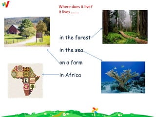 in the forest
in the sea
on a farm
in Africa
Where does it live?
It lives ……..