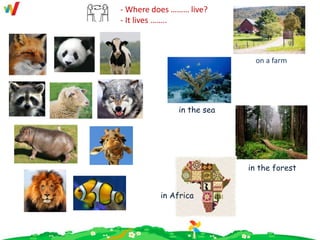 on a farm
in the sea
in the forest
in Africa
- Where does ……… live?
- It lives ……..
