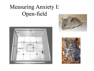 Measuring Anxiety I:
    Open-field
 