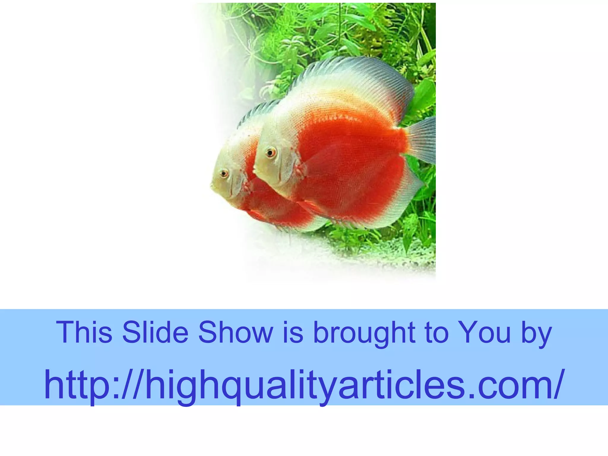 Photo inspiration: Aquarium Fish Diseases And The Treatments Photo Inspiration