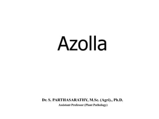 Azolla
Dr. S. PARTHASARATHY, M.Sc. (Agri)., Ph.D.
Assistant Professor (Plant Pathology)
 