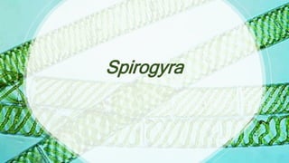 Spirogyra
 