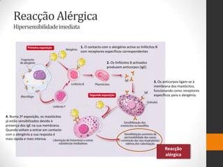Reacção Alérgica
    Hipersensibilidade imediata


                                      1. O contacto com o alergénio activa os linfócitos B
                                      com receptores específicos correspondentes


                                                       2. Os linfócitos B activados
                                                       produzem anticorpos (IgE)


                                                                                       3. Os anticorpos ligam-se à
                                                                                       membrana dos mastócitos,
                                                                                       funcionando como receptores
                                                                                       específicos para o alergénio.




4. Numa 2ª exposição, os mastócitos
já estão sensibilizados devido à
presença dos IgE na sua membrana.
Quando voltam a entrar em contacto
com o alergénio a sua resposta é
mais rápida e mais intensa.

                                                                                              Reacção
                                                                                              alérgica
 