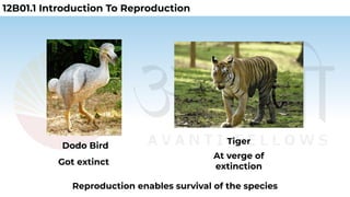12B01 Reproduction of organisms V1.2(1).pptx - Google Slides.pdf