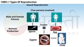 12B01 Reproduction of organisms V1.2(1).pptx