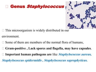 This microorganism is widely distributed in our
environment.
Some of them are members of the normal flora of humans,
Gram-positive , Lack spores and flagella, may have capsules.
Important human pathogens are like Staphylococcus aureus,
Staphylococcus epidermidis , Staphylococcus saprophyticus.
Genus Staphylococcus
 