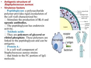 • Antigenic structure of
Staphylococcus aureus:
• Virulence factors
Peptidoglycan: a polysaccharide
polymer provides rigid exoskeleton of
the cell wall characterized by:
Stimulate the production of IL-1 and
opsonic antibodies.
The peptidoglycan has endotoxin
activity.
Teichoic acids:
They are polymers of glycerol or
ribitol phosphate. These polymers are
linked to the peptidoglycan and can be
antigenic.
Protein A :
Is a cell wall component of
Staphylococcus aureus strains
that binds to the FC portion of IgG
molecule.
 