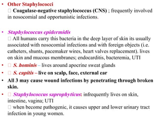 • Other Staphylococci
Coagulase-negative staphylococcus (CNS) ; frequently involved
in nosocomial and opportunistic infections.
• Staphylococcus epidermidis
All humans carry this bacteria in the deep layer of skin its usually
associated with nosocomial infections and with foreign objects (i.e.
catheters, shunts, pacemaker wires, heart valves replacement). lives
on skin and mucous membranes; endocarditis, bacteremia, UTI
• S. hominis – lives around apocrine sweat glands
• S. capitis – live on scalp, face, external ear
• All 3 may cause wound infections by penetrating through broken
skin.
• Staphylococcus saprophyticus: infrequently lives on skin,
intestine, vagina; UTI
when become pathogenic, it causes upper and lower urinary tract
infection in young women.
 