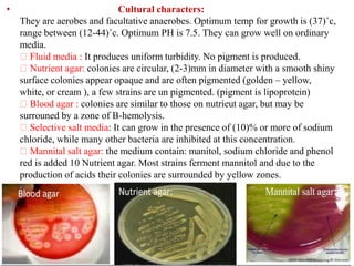 • Cultural characters:
They are aerobes and facultative anaerobes. Optimum temp for growth is (37)˚c,
range between (12-44)˚c. Optimum PH is 7.5. They can grow well on ordinary
media.
Fluid media : It produces uniform turbidity. No pigment is produced.
Nutrient agar: colonies are circular, (2-3)mm in diameter with a smooth shiny
surface colonies appear opaque and are often pigmented (golden – yellow,
white, or cream ), a few strains are un pigmented. (pigment is lipoprotein)
Blood agar : colonies are similar to those on nutrieut agar, but may be
surrouned by a zone of B-hemolysis.
Selective salt media: It can grow in the presence of (10)% or more of sodium
chloride, while many other bacteria are inhibited at this concentration.
Mannital salt agar: the medium contain: manitol, sodium chloride and phenol
red is added 10 Nutrient agar. Most strains ferment mannitol and due to the
production of acids their colonies are surrounded by yellow zones.
 