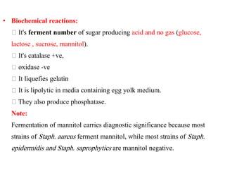 • Biochemical reactions:
It's ferment number of sugar producing acid and no gas (glucose,
lactose , sucrose, mannitol).
It's catalase +ve,
oxidase -ve
It liquefies gelatin
It is lipolytic in media containing egg yolk medium.
They also produce phosphatase.
Note:
Fermentation of mannitol carries diagnostic significance because most
strains of Staph. aureus ferment mannitol, while most strains of Staph.
epidermidis and Staph. saprophytics are mannitol negative.
 