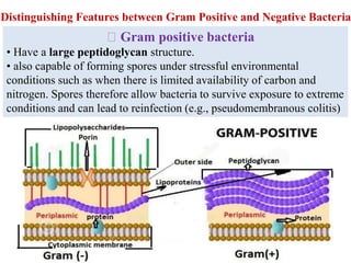 Gram positive bacteria
• Have a large peptidoglycan structure.
• also capable of forming spores under stressful environmental
conditions such as when there is limited availability of carbon and
nitrogen. Spores therefore allow bacteria to survive exposure to extreme
conditions and can lead to reinfection (e.g., pseudomembranous colitis)
Distinguishing Features between Gram Positive and Negative Bacteria
 