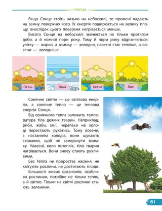 Якщо Сонце стоїть низько на небосхилі, то промені падають
на земну поверхню косо. Їх енергія поширюється на велику пло-
щу, внаслідок цього поверхня нагрівається менше.
Висота Сонця на небосхилі змінюється не тільки протягом
доби, а  й кожної пори року. Тому й пори року відрізняються:
улітку  — жарко, а взимку — холодно, навесні стає тепліше, а  во-
сени  — холодніше.
Сонячне світло — це світлова енер-
гія, а сонячне тепло — це теплова
енергія Сонця.
Від сонячного тепла залежить темпе-
ратура тіла деяких тварин. Наприклад,
риби, жаби, змії, черепахи на холо-
ді перестають рухатись. Тому восени,
з настанням холодів, вони шукають
схованки, щоб не замерзнути взим-
ку. Навесні, коли потепліє, тіло тварин
нагрівається. Вони знову стають рухли-
вими.
Без тепла не проростає насіння, не
квітують рослини, не достигають плоди.
Більшості живих організмів, особли-
во рослинам, потрібне не тільки тепло,
а й світло. Тільки на світлі рослини ста-
ють зеленими.
Осінь Зима Весна Літо
пРиРОда
61
 