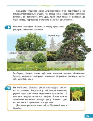 природа
Верхній ярус
Верхній ярус
Верхній ярус
Середній ярус
Нижній ярус
Більшість території зони широколистих лісів перетворена на
сільськогосподарські угіддя. На заході зони збереглися заліснені
ділянки, де зростають бук, дуб, граб, явір тощо. У районах, де
лісів немає, переважає болотяна й лучна рослинність.
Розглянь малюнок. Визнач, у якому ярусі лісу
ростуть зазначені рослини.
Барбарис, ліщина, сосна, дуб, мох, анемона, малина, підсніжник,
береза, конвалія, папороть, копитняк, брусниця, чорниця, дере-
вій, звіробій, клен.
На поліських болотах росте комахоїдна росли-
на  — росичка. Листочки у неї зовсім невеликі,
укриті ледь помітними червоними волосками. Ці
волоски виділяють липку і тягучу рідину, яка за
зовнішнім виглядом нагадує росу. Комаха сідає
на листочок і приклеюється до нього.
Два види росички занесені до Червоної книги
України.
33
 