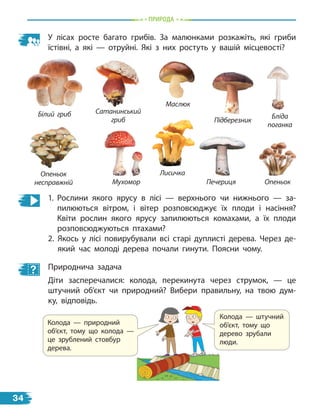 природа
У лісах росте багато грибів. За малюнками розкажіть, які гриби
їстівні, а які — отруйні. Які з них ростуть у вашій місцевості?
Білий гриб
Опеньок
несправжнiй
Блiда
поганка
Підберезник
Сатанинський
гриб
Мухомор Печериця Опеньок
Маслюк
Лисичка
1. Рослини якого ярусу в лісі — верхнього чи нижнього — за-
пилюються вітром, і вітер розповсюджує їх плоди і насіння?
Квіти рослин якого ярусу запилюються комахами, а їх плоди
розповсюджуються птахами?
2. Якось у лісі повирубували всі старі дуплисті дерева. Через де-
який час молоді дерева почали гинути. Поясни чому.
Природнича задача
Діти засперечалися: колода, перекинута через струмок, — це
штучний об’єкт чи природний? Вибери правильну, на твою дум-
ку, відповідь.
Колода — штучний
об’єкт, тому що
дерево зрубали
люди.
Колода — природний
об’єкт, тому що колода  —
це зрублений стовбур
дерева.
34
 