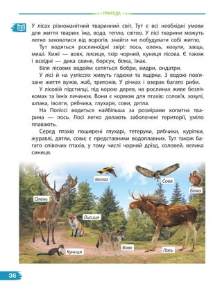 природа
У лісах різноманітний тваринний світ. Тут є всі необхідні умови
для життя тварин: їжа, вода, тепло, світло. У лісі тварини можуть
легко заховатися від ворогів, знайти чи побудувати собі житло.
Тут водяться рослиноїдні звірі: лось, олень, козуля, заєць,
миші. Хижі — вовк, лисиця, тхір чорний, куниця лісова. Є також
і всеїдні — дика свиня, борсук, білка, їжак.
Біля лісових водойм селяться бобри, видри, ондатри.
У лісі й на узліссях живуть гадюки та ящірки. З водою пов’я-
зане життя вужів, жаб, тритонів. У річках і  озерах багато риби.
У лісовій підстилці, під корою дерев, на рослинах живе безліч
комах та їхніх личинок. Вони є кормом для птахів: солов’я, зозулі,
шпака, іволги, рябчика, глухаря, сови, дятла.
На Поліссі водиться найбільша за розмірами копитна тва-
рина  — лось. Лосі легко долають заболочені території, уміло
плавають.
Серед птахів поширені глухарі, тетеруки, рябчики, куріпки,
журавлі, дятли, сови; є представники водоплавних. Тут також ба-
гато співочих птахів, у тому числі чорний дрізд, соловей, велика
синиця.
Олень
Лось
Білка
Лисиця
Вовк
Сова
Куниця
Іволга
36
 
