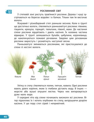 природа
рослиННиЙ світ
У степовій зоні ростуть трав’янисті рослини. Дерева і кущі зу-
стрічаються на берегах водойм і в балках. Тільки там їм вистачає
вологи.
Яскравий і різнобарвний степ ранньою весною. Коли в ґрунті
ще достатньо вологи, з’являються ранньоквітучі рослини: півники,
гіацинти, крокуси, горицвіт, тюльпани, півонії, маки. До настання
спеки рослини відцвітають і дають насіння. Їх наземна частина
відмирає. У ґрунті залишаються бульби, цибулини, кореневища,
де накопичуються поживні речовини. Завдяки цим речовинам
рослини виростуть і розквітнуть наступної весни.
Ранньоквітучі змінюються рослинами, які пристосувалися до
спеки й нестачі вологи.
Ковила Горицвіт
весняний
Полин
гіркий
Мак
дикий
Типчак
Улітку в степу з’являються полин, типчак, ковила. Одні рослини
мають довге коріння, яким із глибини дістають воду. В  інших  —
жорсткі або вузькі опушені листки. Через них випаровується
дуже мало води.
У середині літа від спеки починають висихати всі рослини. Ві-
тер підхоплює їх і котить клубками по степу, витрушуючи дозріле
насіння. У цю пору степ сірий і непривітний.
40
 