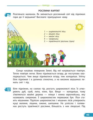 природа
рослиНи карПат
Розгляньте малюнок. Як змінюється рослинний світ від підніжжя
гори до її вершини? Висловте припущення чому.
1 — широколисті ліси;
2 — мішані ліси;
3 — хвойні ліси;
4 — чагарники;
5 — трав’янисті рослини (луки)
Сонце нагріває поверхню Землі. Від неї нагрівається повітря.
Тепле повітря легке. Воно піднімається вгору, де поступово охо-
лоджується. Чим вище підніматися вгору, тим холодніше. Улітку
біля підніжжя і в долинах спекотно, а на високих вершинах ле-
жать сніг і лід.
Біля підніжжя, на схилах гір, ростуть широколисті ліси. Їх утво-
рюють дуб, граб, липа, клен, бук. Вище — холодніше, тому
з’являються хвойні дерева — ялиця і ялина європейська, яку
називають смерекою. З широколистих переважає бук. Ліси ста-
ють мішаними. Підлісок широколистих і мішаних лісів утворюють
кущі малини, ліщини, ожини, шипшини. На узліссях і галяви-
нах ростуть трав’янисті рослини, більшість з них лікарські. Під
1
2
4
5
3
45
 