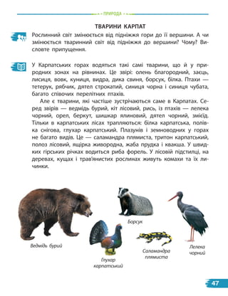 природа
твариНи карПат
Рослинний світ змінюється від підніжжя гори до її вершини. А чи
змінюється тваринний світ від підніжжя до вершини? Чому? Ви-
словте припущення.
У Карпатських горах водяться такі самі тварини, що й у при-
родних зонах на рівнинах. Це звірі: олень благородний, заєць,
лисиця, вовк, куниця, видра, дика свиня, борсук, білка. Птахи —
тетерук, рябчик, дятел строкатий, синиця чорна і синиця чубата,
багато співочих перелітних птахів.
Але є тварини, які частіше зустрічаються саме в Карпатах. Се-
ред звірів — ведмідь бурий, кіт лісовий, рись, із птахів — лелека
чорний, орел, беркут, шишкар ялиновий, дятел чорний, змієїд.
Тільки в карпатських лісах трапляються: білка карпатська, полів-
ка снігова, глухар карпатський. Плазунів і земноводних у горах
не багато видів. Це — саламандра плямиста, тритон карпатський,
полоз лісовий, ящірка живородна, жаба прудка і квакша. У швид-
ких гірських річках водиться риба форель. У лісовій підстилці, на
деревах, кущах і трав’янистих рослинах живуть комахи та їх ли-
чинки.
Ведмідь бурий
Глухар
карпатський
Саламандра
плямиста
Лелека
чорний
Борсук
47
 