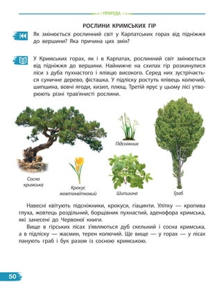 природа
рослиНи криМських гір
Як змінюється рослинний світ у Карпатських горах від підніжжя
до вершини? Яка причина цих змін?
У Кримських горах, як і в Карпатах, рослинний світ змінюється
від підніжжя до вершини. Найнижче на схилах гір розкинулися
ліси з дуба пухнастого і ялівцю високого. Серед них зустрічаєть-
ся суничне дерево, фісташка. У підліску ростуть ялівець колючий,
шипшина, вовчі ягоди, кизил, плющ. Третій ярус у цьому лісі утво-
рюють різні трав’янисті рослини.
Навесні квітують підсніжники, крокуси, гіацинти. Улітку — кропива
глуха, жовтець роздільний, борщівник пухнастий, аденофора кримська,
які занесені до Червоної книги.
Вище в гірських лісах з’являються дуб скельний і сосна кримська,
а  в підліску — жасмин, терен колючий. Ще вище — у горах  — у лісах
панують граб і бук разом із сосною кримською.
Сосна
кримська
Крокус
жовтоквітковий Шипшина
Підсніжник
Граб
50
 