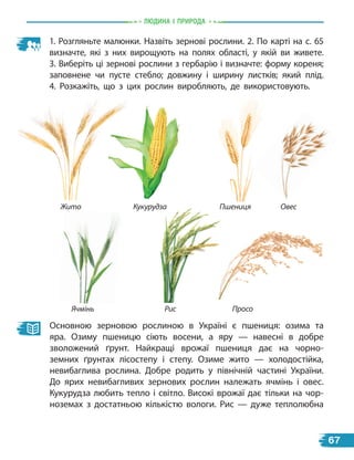 природа
1. Розгляньте малюнки. Назвіть зернові рослини. 2. По карті на с. 65
визначте, які з них вирощують на полях області, у якій ви живете.
3. Виберіть ці зернові рослини з гербарію і визначте: форму кореня;
заповнене чи пусте стебло; довжину і ширину листків; який плід.
4.  Розкажіть, що з цих рослин виробляють, де використовують.
Основною зерновою рослиною в Україні є пшениця: озима та
яра. Озиму пшеницю сіють восени, а яру — навесні в добре
зволожений ґрунт. Найкращі врожаї пшениця дає на чорно-
земних ґрунтах лісостепу і степу. Озиме жито — холодостійка,
невибаглива рослина. Добре родить у  північній частині України.
До ярих невибагливих зернових рослин належать ячмінь і овес.
Кукурудза любить тепло і світло. Високі врожаї дає тільки на чор-
ноземах з  достатньою кількістю вологи. Рис — дуже теплолюбна
Просо
Рис
Ячмінь
Жито Кукурудза Пшениця Овес
Людина i природа
67
 