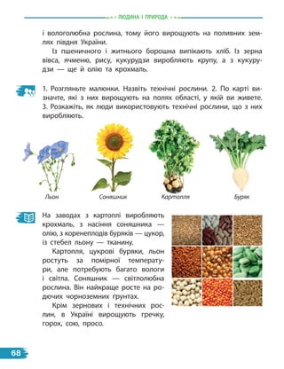 природа
і вологолюбна рослина, тому його вирощують на поливних зем-
лях півдня України.
Із пшеничного і житнього борошна випікають хліб. Із зерна
вівса, ячменю, рису, кукурудзи виробляють крупу, а з кукуру-
дзи  — ще й олію та крохмаль.
1. Розгляньте малюнки. Назвіть технічні рослини. 2. По карті ви-
значте, які з них вирощують на полях області, у якій ви живете.
3. Розкажіть, як люди використовують технічні рослини, що з них
виробляють.
На заводах з картоплі виробляють
крохмаль, з насіння соняшника  —
олію, з коренеплодів буряків — цукор,
із стебел льону  — тканину.
Картопля, цукрові буряки, льон
ростуть за помірної температу-
ри, але потребують багато вологи
і світла. Соняшник  — світлолюбна
рослина. Він найкраще росте на ро-
дючих чорноземних ґрунтах.
Крім зернових і технічних рос-
лин, в Україні вирощують гречку,
горох, сою, просо.
Буряк
Картопля
Соняшник
Льон
Людина i природа
68
 