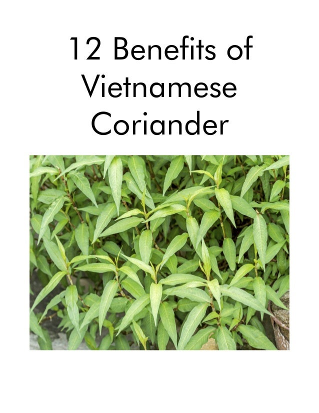 12 Benefits of
Vietnamese
Coriander
 