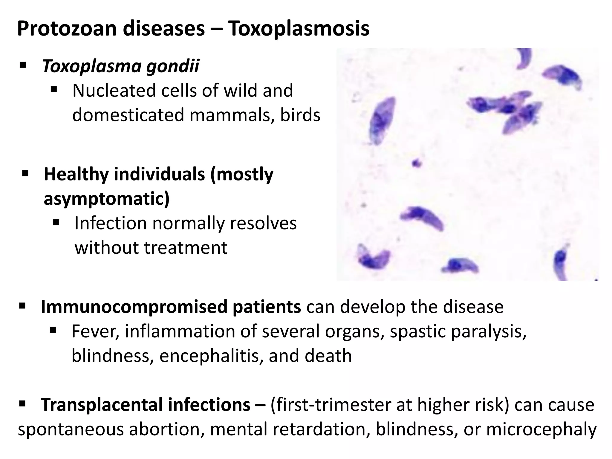 Protozoan diseases – Toxoplasmosis
 Toxoplasma gondii
 Nucleated cells of wild and
domesticated mammals, birds
 Immunocompromised patients can develop the disease
 Fever, inflammation of several organs, spastic paralysis,
blindness, encephalitis, and death
 Transplacental infections – (first-trimester at higher risk) can cause
spontaneous abortion, mental retardation, blindness, or microcephaly
 Healthy individuals (mostly
asymptomatic)
 Infection normally resolves
without treatment
 