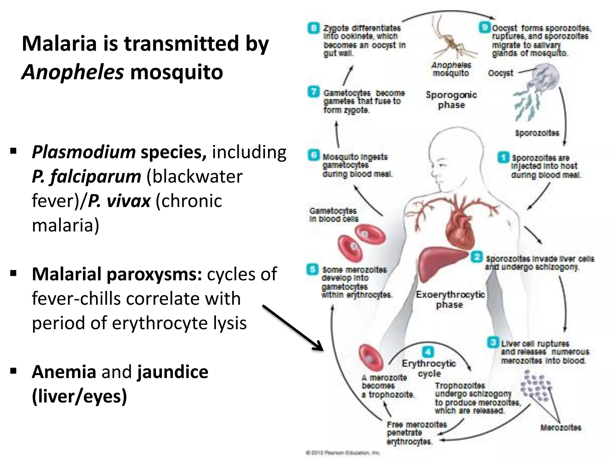 Malaria is transmitted by
Anopheles mosquito
 Plasmodium species, including
P. falciparum (blackwater
fever)/P. vivax (chronic
malaria)
 Malarial paroxysms: cycles of
fever-chills correlate with
period of erythrocyte lysis
 Anemia and jaundice
(liver/eyes)
 