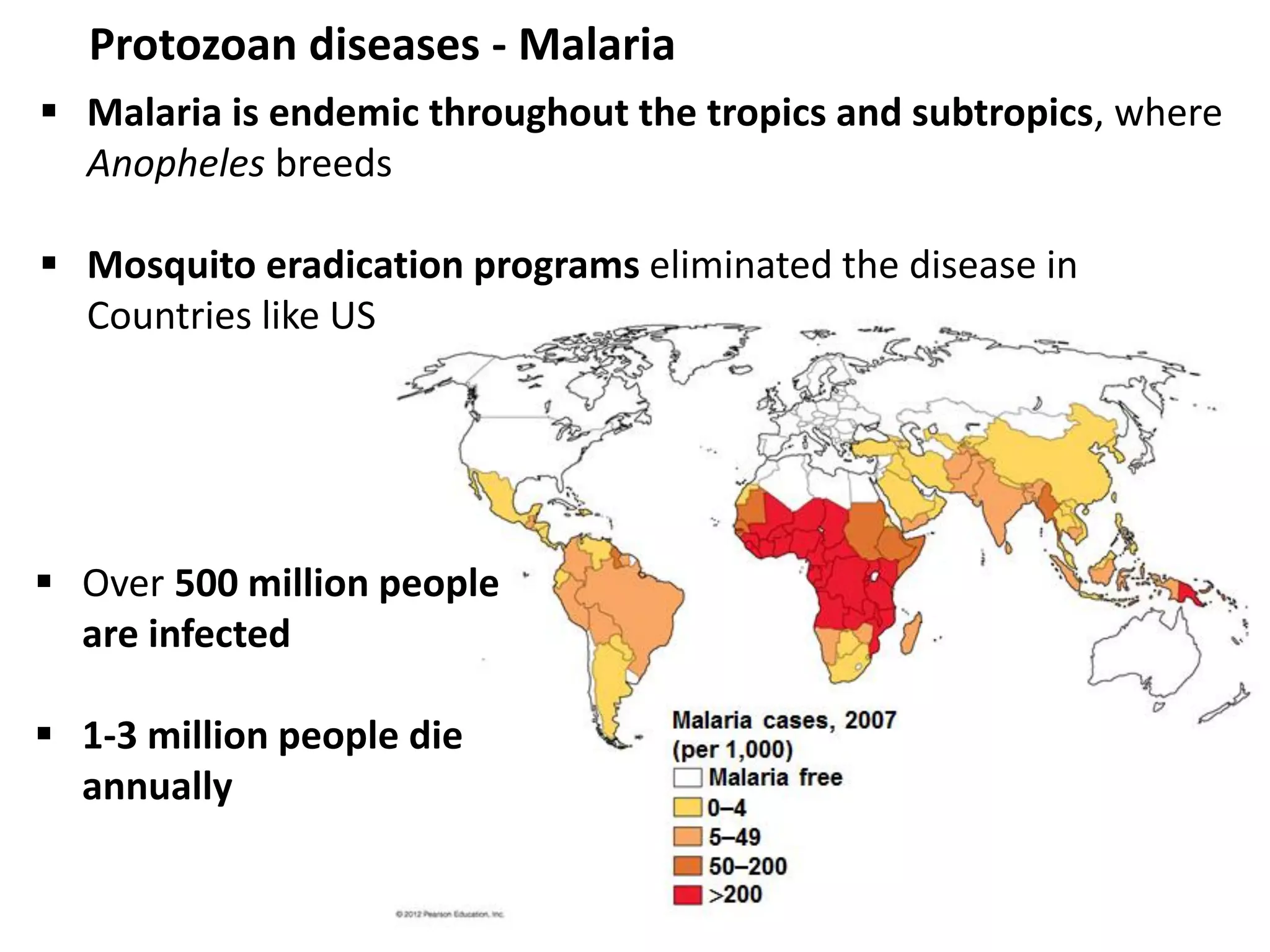 Protozoan diseases - Malaria
 Malaria is endemic throughout the tropics and subtropics, where
Anopheles breeds
 Mosquito eradication programs eliminated the disease in
Countries like US
 Over 500 million people
are infected
 1-3 million people die
annually
 