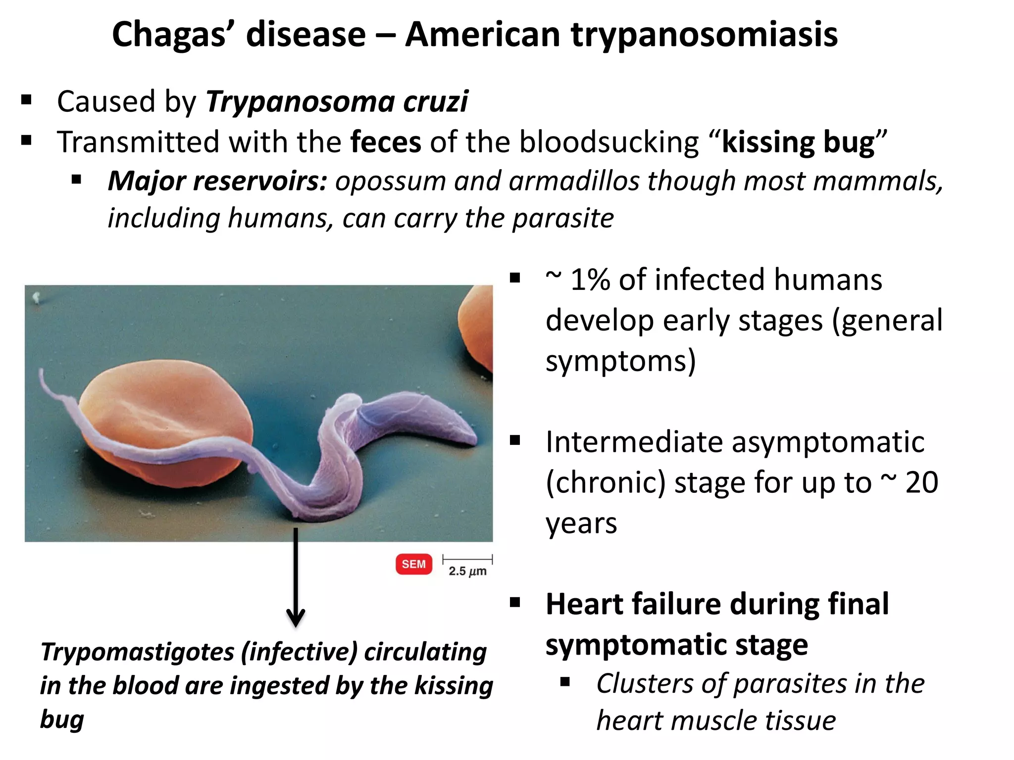 Chagas’ disease – American trypanosomiasis
 Caused by Trypanosoma cruzi
 Transmitted with the feces of the bloodsucking “kissing bug”
 Major reservoirs: opossum and armadillos though most mammals,
including humans, can carry the parasite
 ~ 1% of infected humans
develop early stages (general
symptoms)
 Intermediate asymptomatic
(chronic) stage for up to ~ 20
years
 Heart failure during final
symptomatic stage
 Clusters of parasites in the
heart muscle tissue
Trypomastigotes (infective) circulating
in the blood are ingested by the kissing
bug
 