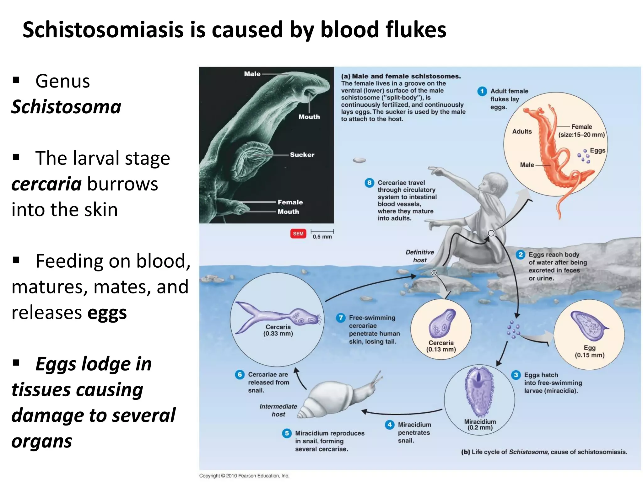 Schistosomiasis is caused by blood flukes
 Genus
Schistosoma
 The larval stage
cercaria burrows
into the skin
 Feeding on blood,
matures, mates, and
releases eggs
 Eggs lodge in
tissues causing
damage to several
organs
 