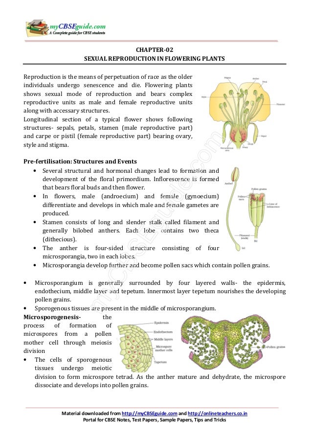 12 biology notes_ch02_sexual_reproduction_in_flowering_plants