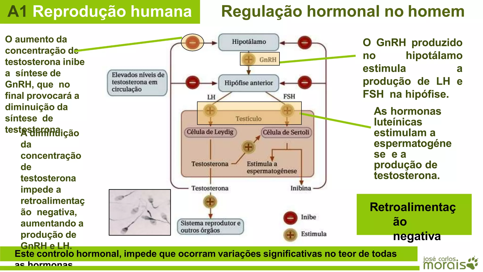 12 bio sistema reprodutor e regulação hormonal | PPTX