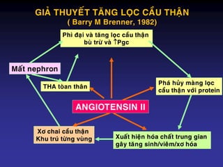 ANGIOTENSIN II
Phaù huûy maøng loïc
caàu thaän vôùi protein
Phì ñaïi vaø taêng loïc caàu thaän
buø tröø vaø Pgc
Maát nephron
THA toøan thaân
Xô chai caàu thaän
Khu truù töøng vuøng Xuaát hieän hoùa chaát trung gian
gaây taêng sinh/vieâm/xô hoùa
GIAÛ THUYEÁT TAÊNG LOÏC CAÀU THAÄN
( Barry M Brenner, 1982)
 