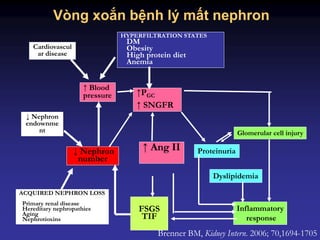 Vòng xoắn bệnh lý mất nephron
Brenner BM, Kidney Intern. 2006; 70,1694-1705
HYPERFILTRATION STATES
DM
Obesity
High protein diet
Anemia
↑PGC
↑ SNGFR
↑ Blood
pressure
Cardiovascul
ar disease
↓ Nephron
number
↓ Nephron
endownme
nt
ACQUIRED NEPHRON LOSS
Primary renal disease
Hereditary nephropathies
Aging
Nephrotioxins
↑ Ang II
FSGS
TIF
Proteinuria
Glomerular cell injury
Dyslipidemia
Inflammatory
response
 