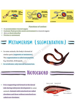 Metameric Body Animal_Kingdom_Shobhit_Nirwan.pdf class 11th | PDF