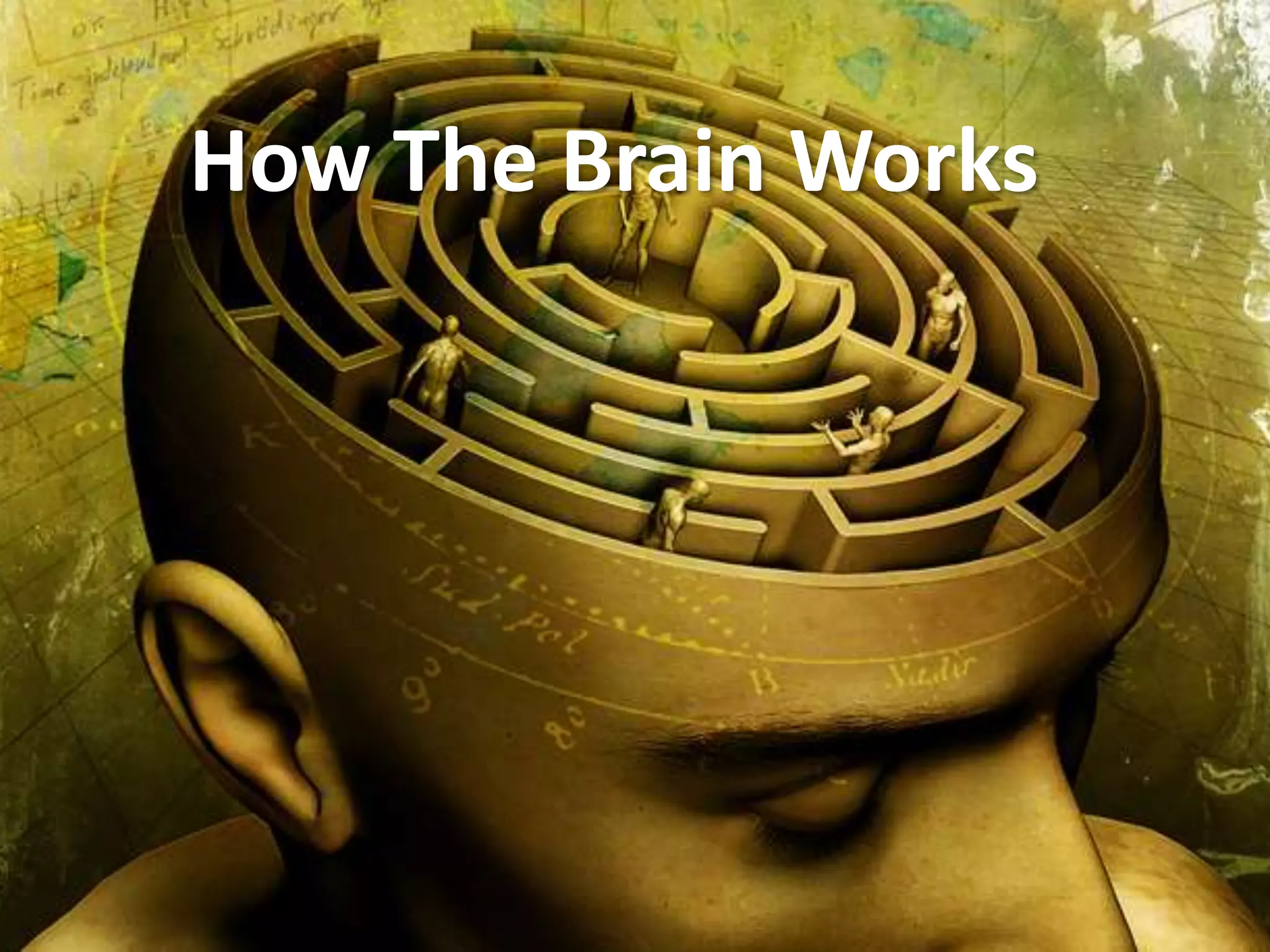 How The Brain Works
 