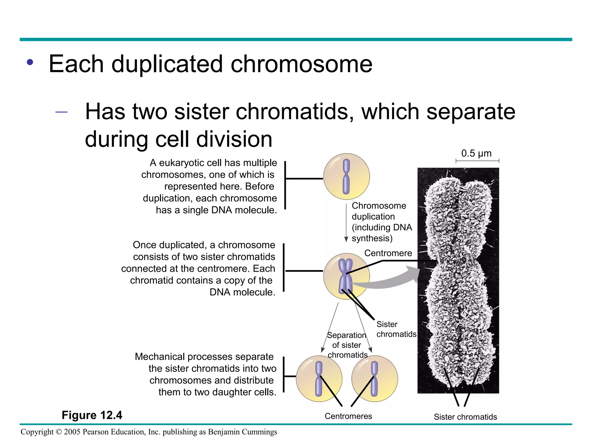 • Each duplicated chromosome
– Has two sister chromatids, which separate
during cell division
0.5 µm
A eukaryotic cell has multiple
chromosomes, one of which is
represented here. Before
duplication, each chromosome
has a single DNA molecule.

Once duplicated, a chromosome
consists of two sister chromatids
connected at the centromere. Each
chromatid contains a copy of the
DNA molecule.

Mechanical processes separate
the sister chromatids into two
chromosomes and distribute
them to two daughter cells.

Figure 12.4
Copyright © 2005 Pearson Education, Inc. publishing as Benjamin Cummings

Chromosome
duplication
(including DNA
synthesis)
Centromere

Separation
of sister
chromatids

Centromeres

Sister
chromatids

Sister chromatids

 