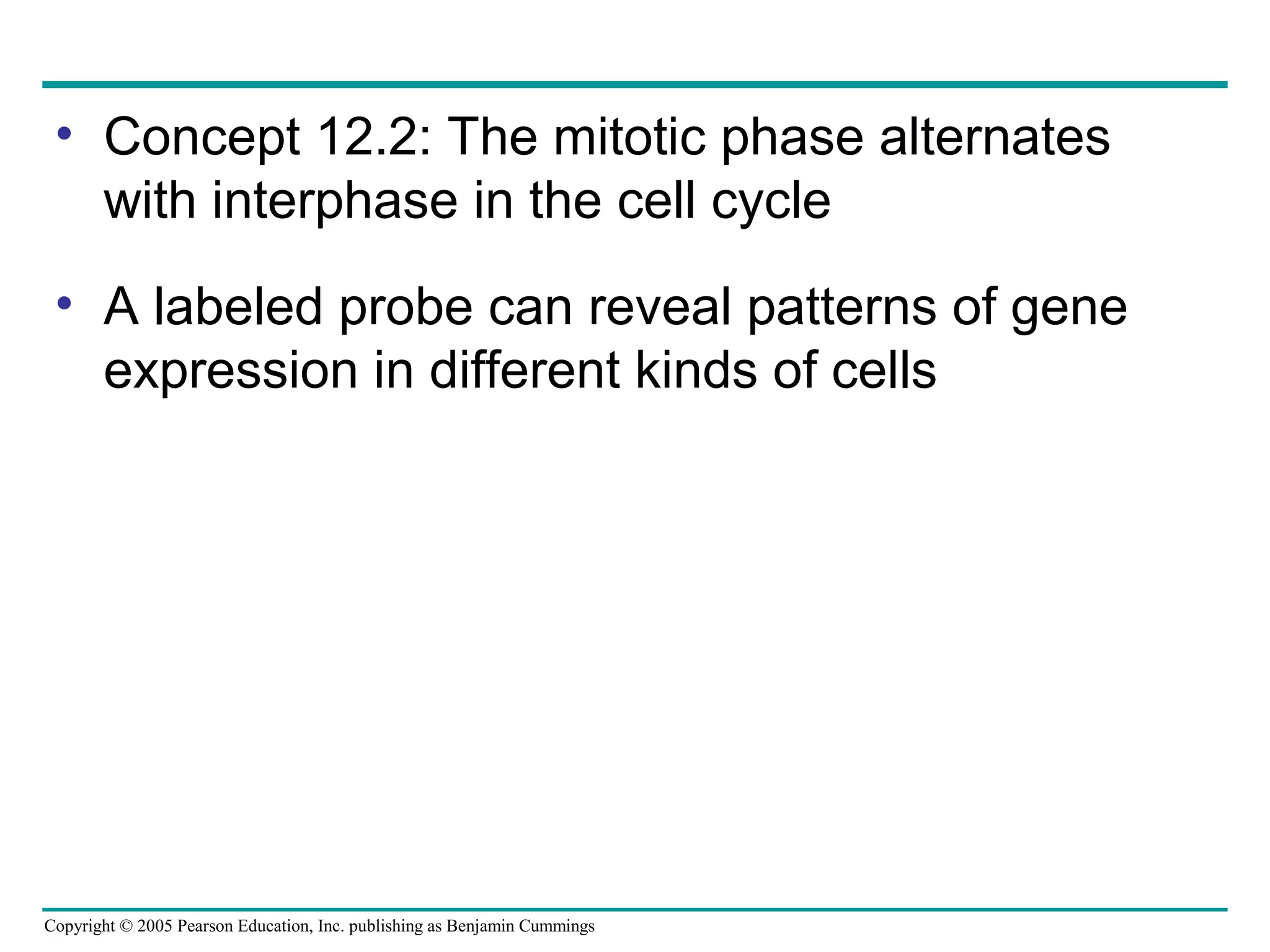 • Concept 12.2: The mitotic phase alternates
with interphase in the cell cycle
• A labeled probe can reveal patterns of gene
expression in different kinds of cells

Copyright © 2005 Pearson Education, Inc. publishing as Benjamin Cummings

 