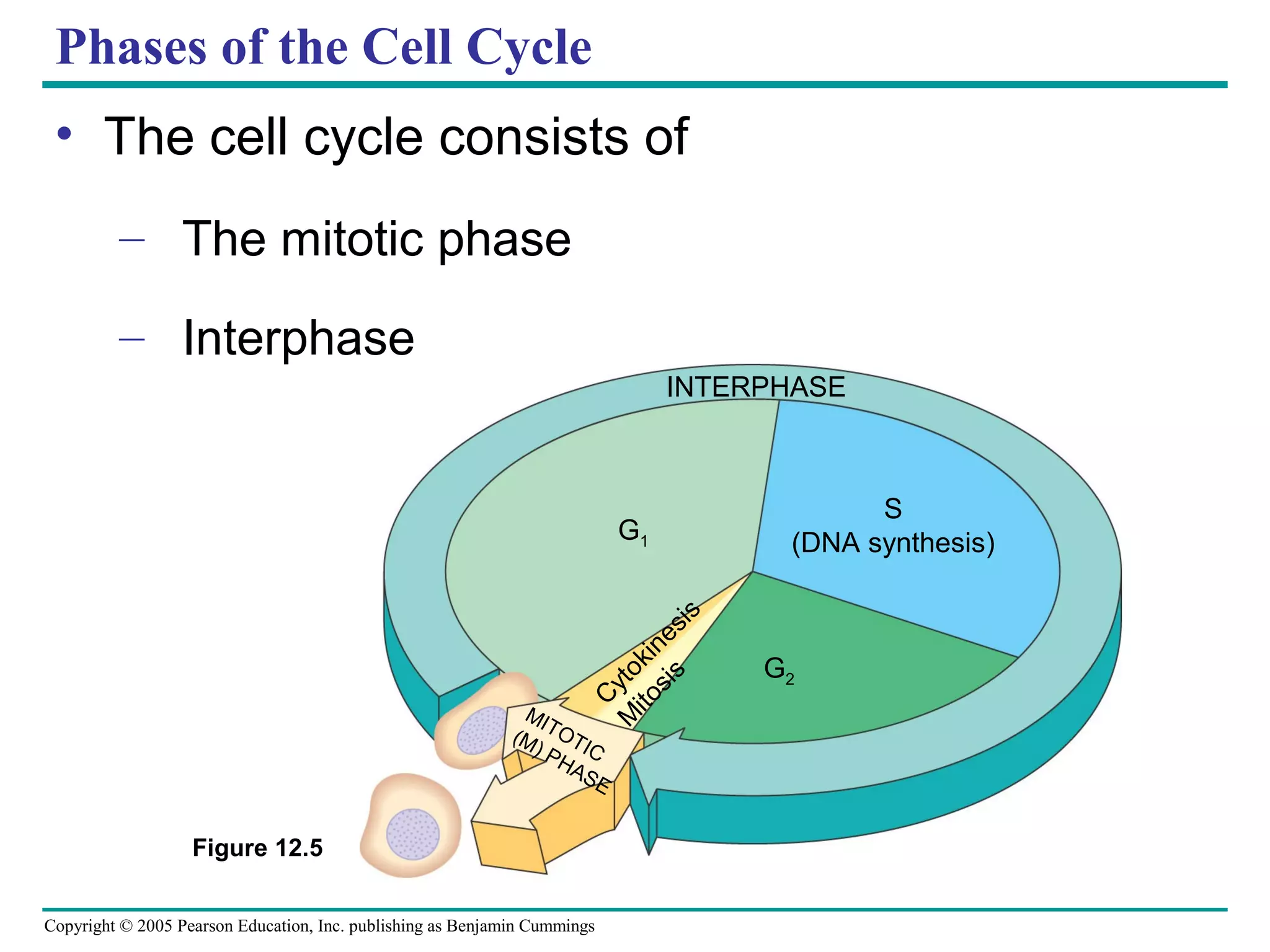 Phases of the Cell Cycle
• The cell cycle consists of
– The mitotic phase
– Interphase
INTERPHASE

S
(DNA synthesis)

C
M yto
ito ki
si ne
s si

s

G1

MI
(M TOT
) P IC
HA
SE

Figure 12.5
Copyright © 2005 Pearson Education, Inc. publishing as Benjamin Cummings

G2

 