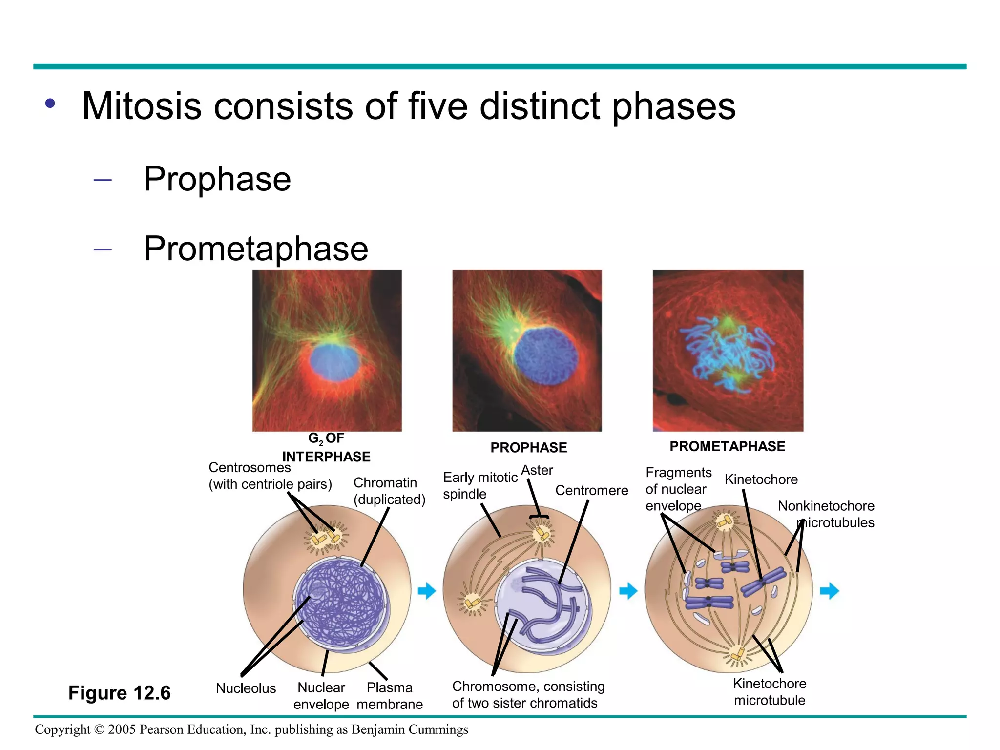 • Mitosis consists of five distinct phases
– Prophase
– Prometaphase

G2 OF
INTERPHASE
Centrosomes
Chromatin
(with centriole pairs)
(duplicated)

Figure 12.6

Nucleolus

Nuclear
Plasma
envelope membrane

PROPHASE
Early mitotic
spindle

Aster
Centromere

Chromosome, consisting
of two sister chromatids

Copyright © 2005 Pearson Education, Inc. publishing as Benjamin Cummings

PROMETAPHASE
Fragments Kinetochore
of nuclear
envelope
Nonkinetochore
microtubules

Kinetochore
microtubule

 