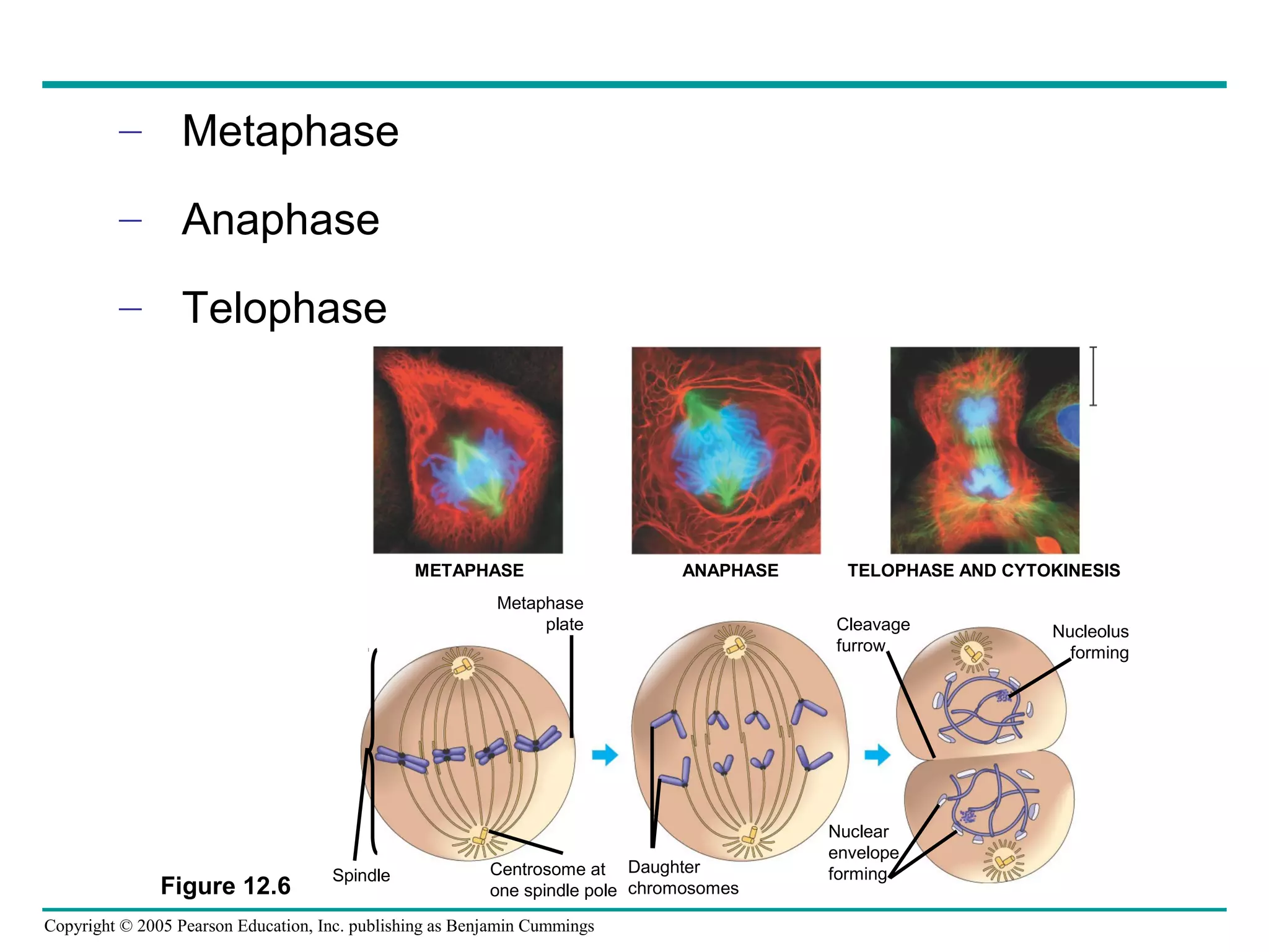 – Metaphase
– Anaphase
– Telophase

METAPHASE

ANAPHASE

Metaphase
plate

Figure 12.6

Spindle

Centrosome at Daughter
one spindle pole chromosomes

Copyright © 2005 Pearson Education, Inc. publishing as Benjamin Cummings

TELOPHASE AND CYTOKINESIS
Cleavage
furrow

Nuclear
envelope
forming

Nucleolus
forming

 