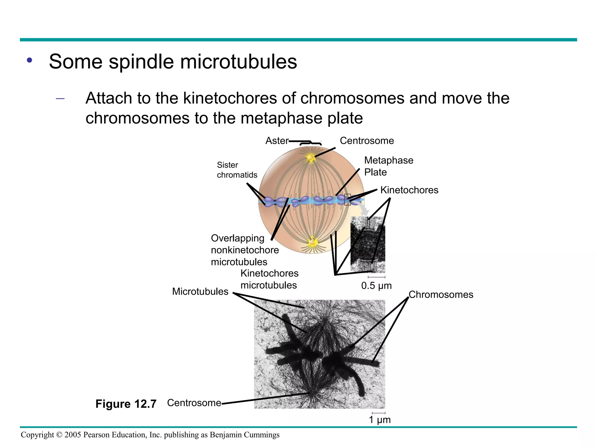 • Some spindle microtubules
–

Attach to the kinetochores of chromosomes and move the
chromosomes to the metaphase plate
Aster
Sister
chromatids

Centrosome
Metaphase
Plate
Kinetochores

Overlapping
nonkinetochore
microtubules
Kinetochores
microtubules
Microtubules

0.5 µm

Figure 12.7 Centrosome
1 µm
Copyright © 2005 Pearson Education, Inc. publishing as Benjamin Cummings

Chromosomes

 