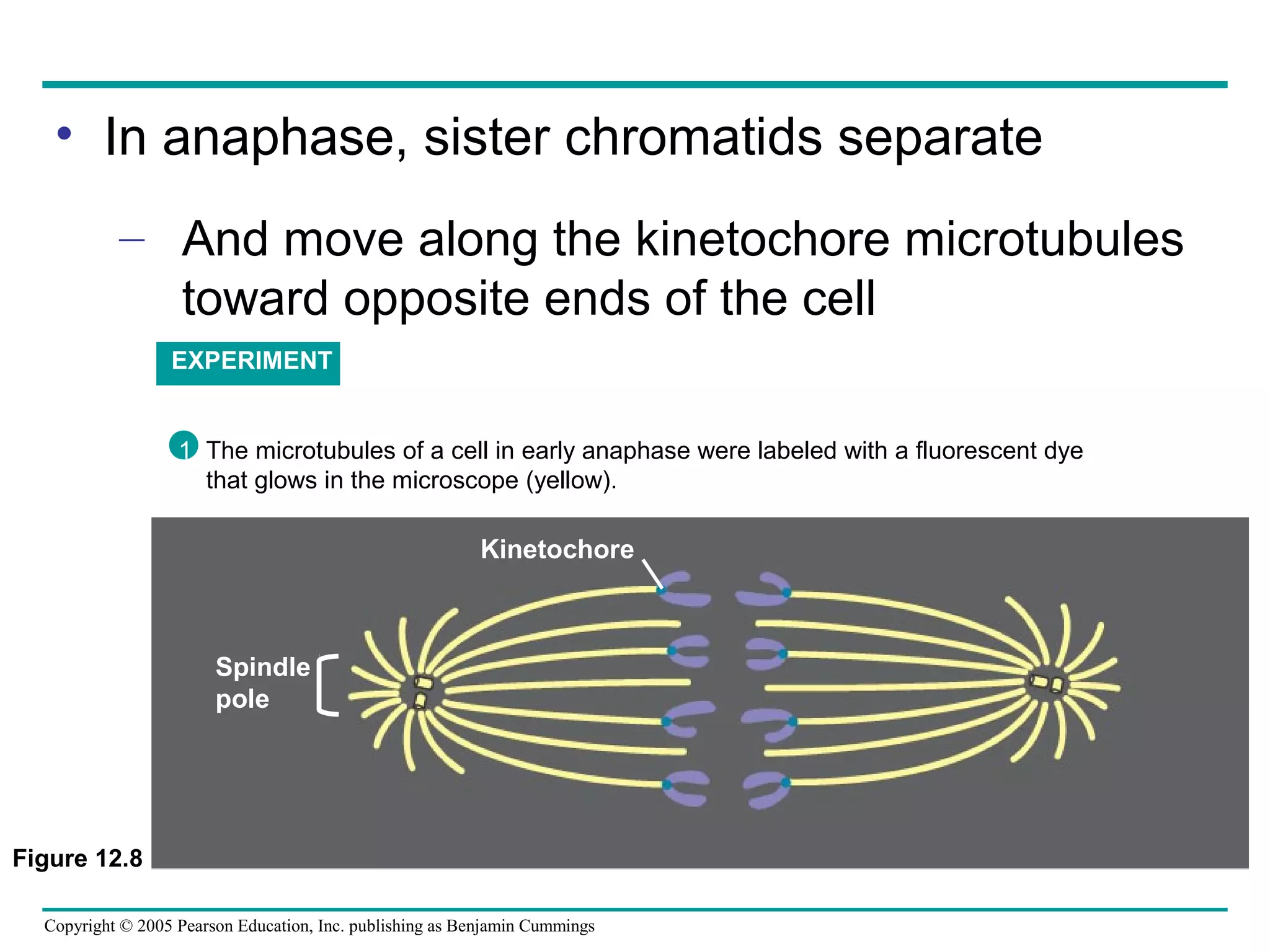 • In anaphase, sister chromatids separate
– And move along the kinetochore microtubules
toward opposite ends of the cell
EXPERIMENT

1 The microtubules of a cell in early anaphase were labeled with a fluorescent dye
that glows in the microscope (yellow).

Kinetochore

Spindle
pole

Figure 12.8
Copyright © 2005 Pearson Education, Inc. publishing as Benjamin Cummings

 