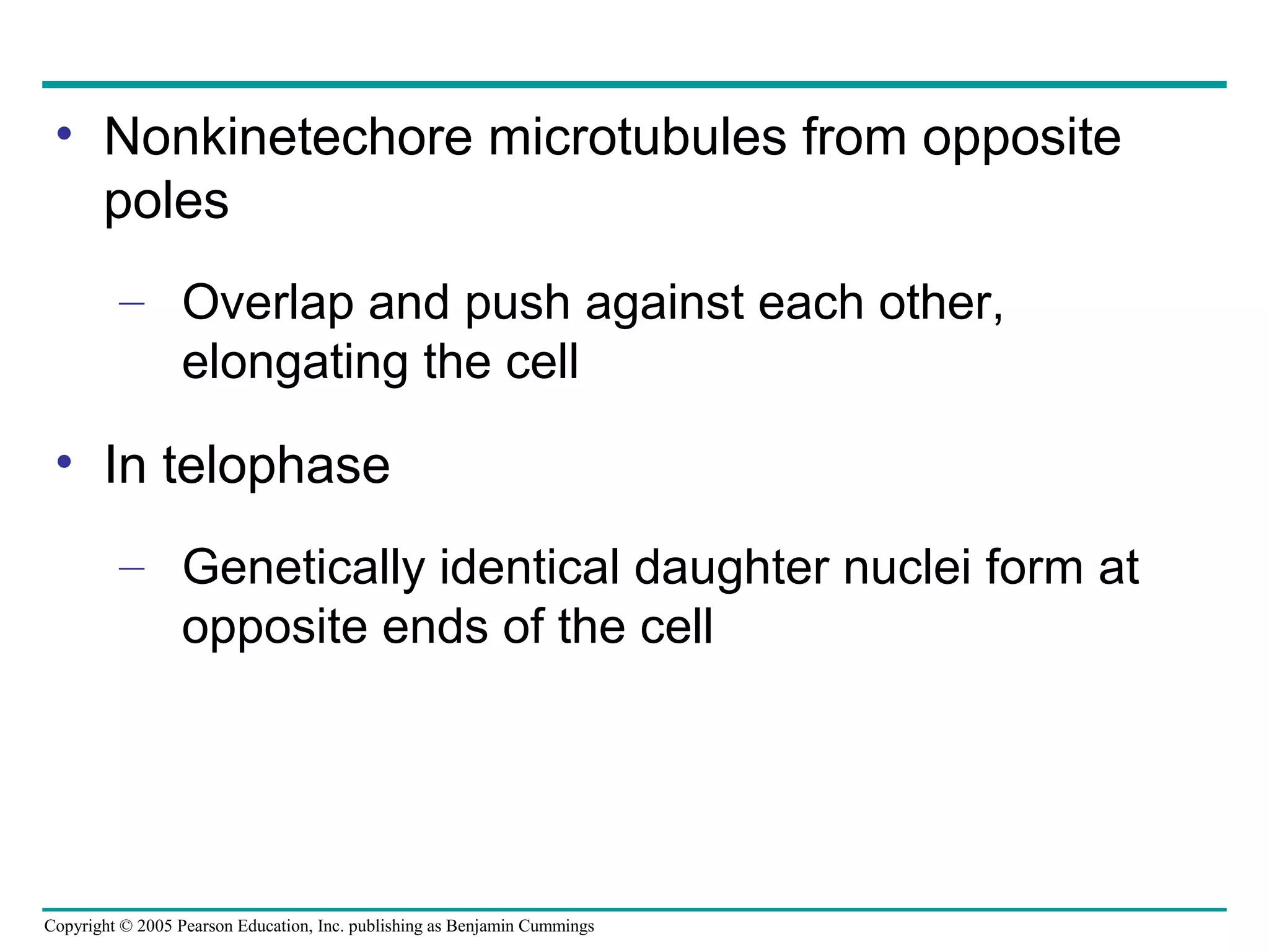 • Nonkinetechore microtubules from opposite
poles
– Overlap and push against each other,
elongating the cell

• In telophase
– Genetically identical daughter nuclei form at
opposite ends of the cell

Copyright © 2005 Pearson Education, Inc. publishing as Benjamin Cummings

 