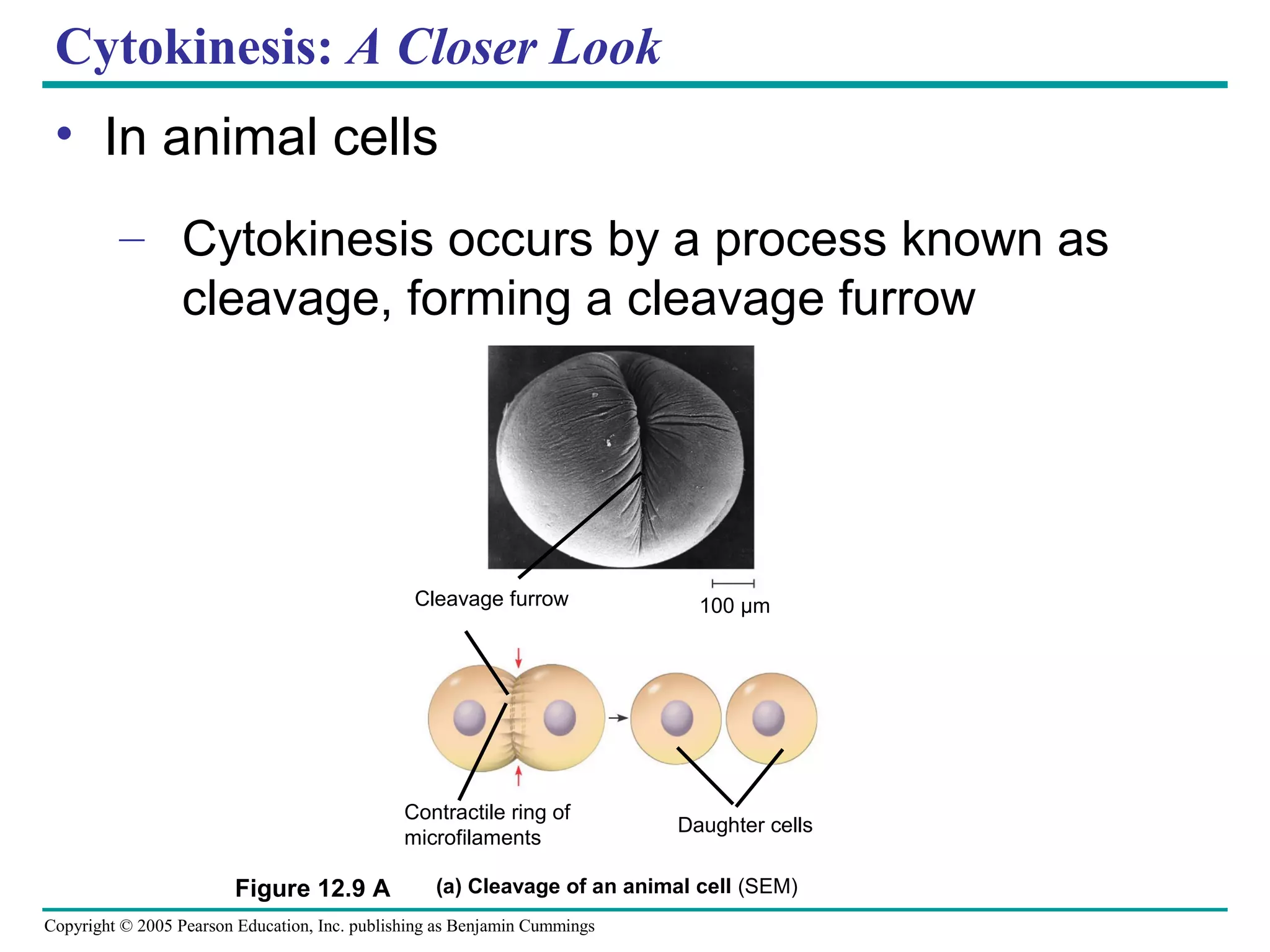 Cytokinesis: A Closer Look
• In animal cells
– Cytokinesis occurs by a process known as
cleavage, forming a cleavage furrow

Cleavage furrow

Contractile ring of
microfilaments

Figure 12.9 A

100 µm

Daughter cells

(a) Cleavage of an animal cell (SEM)

Copyright © 2005 Pearson Education, Inc. publishing as Benjamin Cummings

 