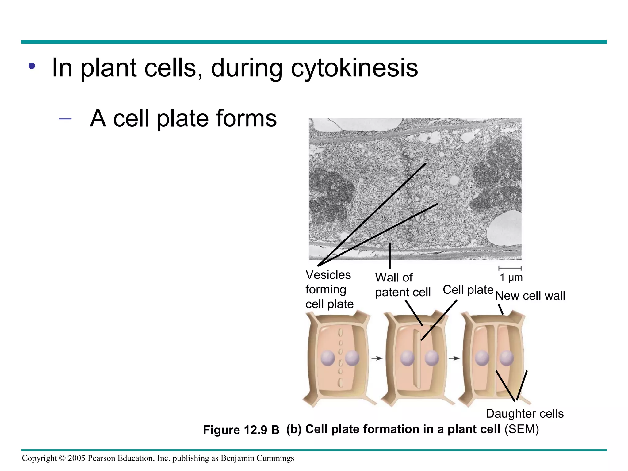 • In plant cells, during cytokinesis
– A cell plate forms

Vesicles
forming
cell plate

1 µm
Wall of
patent cell Cell plate New cell wall

Daughter cells
Figure 12.9 B (b) Cell plate formation in a plant cell (SEM)
Copyright © 2005 Pearson Education, Inc. publishing as Benjamin Cummings

 