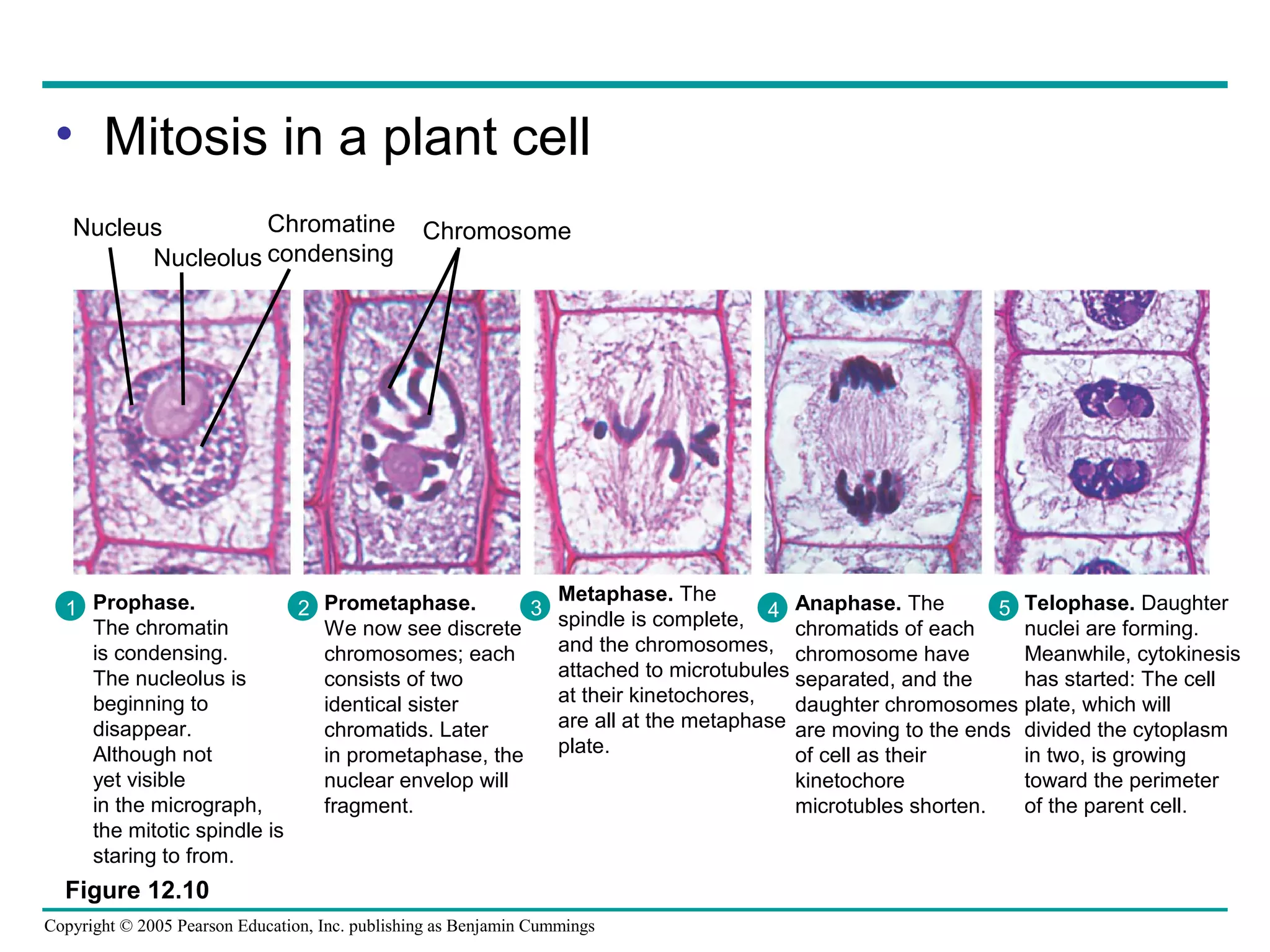 • Mitosis in a plant cell
Chromatine
Nucleus
Nucleolus condensing

Chromosome

Metaphase. The
Anaphase. The
2 Prometaphase.
3
5
1 Prophase.
spindle is complete, 4 chromatids of each
The chromatin
We now see discrete
and the chromosomes, chromosome have
is condensing.
chromosomes; each
attached to microtubules separated, and the
The nucleolus is
consists of two
at their kinetochores,
beginning to
identical sister
daughter chromosomes
are all at the metaphase are moving to the ends
disappear.
chromatids. Later
plate.
Although not
in prometaphase, the
of cell as their
yet visible
nuclear envelop will
kinetochore
in the micrograph,
fragment.
microtubles shorten.
the mitotic spindle is
staring to from.

Figure 12.10
Copyright © 2005 Pearson Education, Inc. publishing as Benjamin Cummings

Telophase. Daughter
nuclei are forming.
Meanwhile, cytokinesis
has started: The cell
plate, which will
divided the cytoplasm
in two, is growing
toward the perimeter
of the parent cell.

 