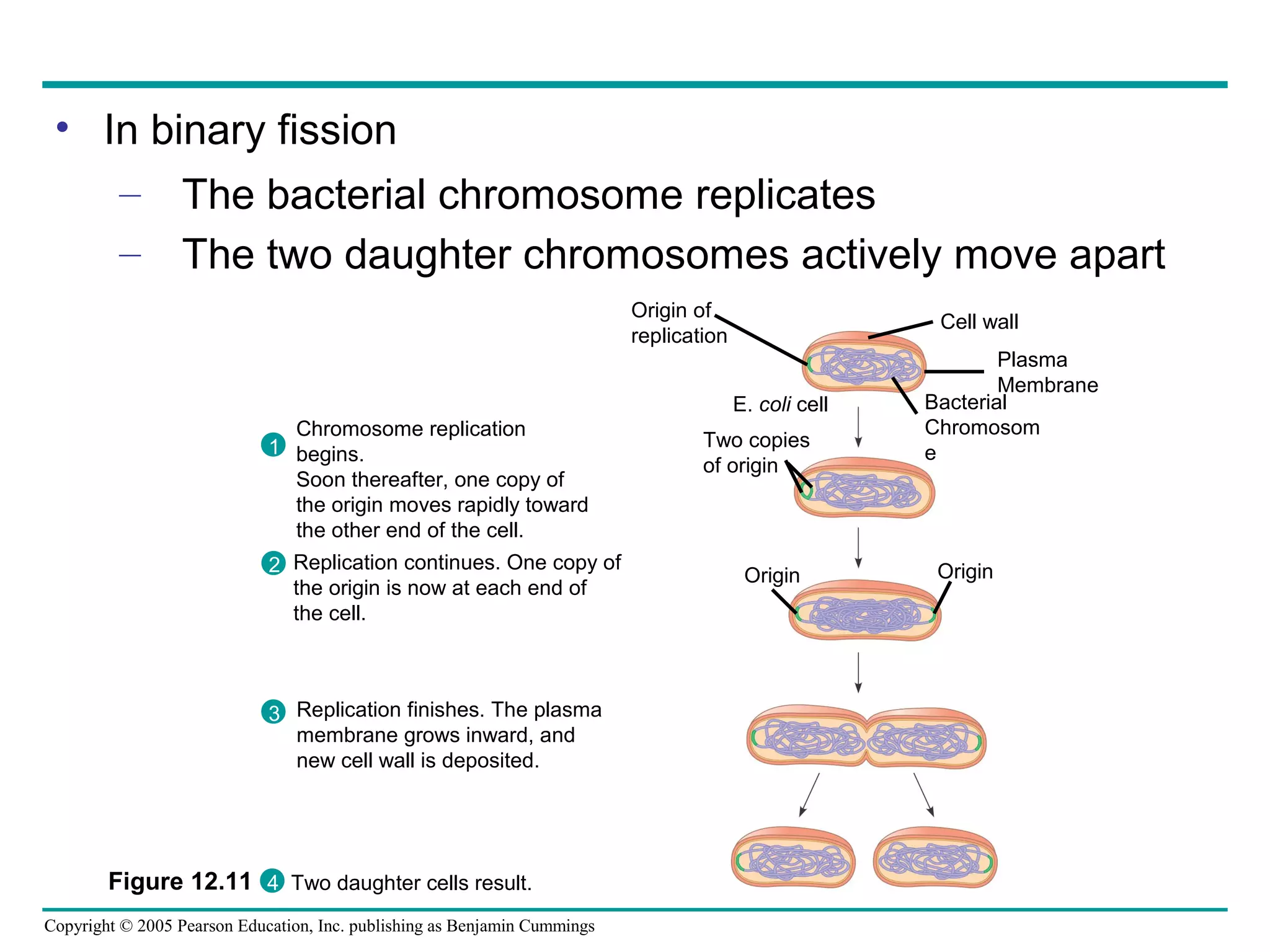 • In binary fission
– The bacterial chromosome replicates
– The two daughter chromosomes actively move apart
Origin of
replication

Cell wall

E. coli cell
Chromosome replication
1 begins.
Soon thereafter, one copy of
the origin moves rapidly toward
the other end of the cell.
2 Replication continues. One copy of
the origin is now at each end of
the cell.

3 Replication finishes. The plasma
membrane grows inward, and
new cell wall is deposited.

Figure 12.11 4 Two daughter cells result.
Copyright © 2005 Pearson Education, Inc. publishing as Benjamin Cummings

Two copies
of origin

Origin

Plasma
Membrane
Bacterial
Chromosom
e

Origin

 
