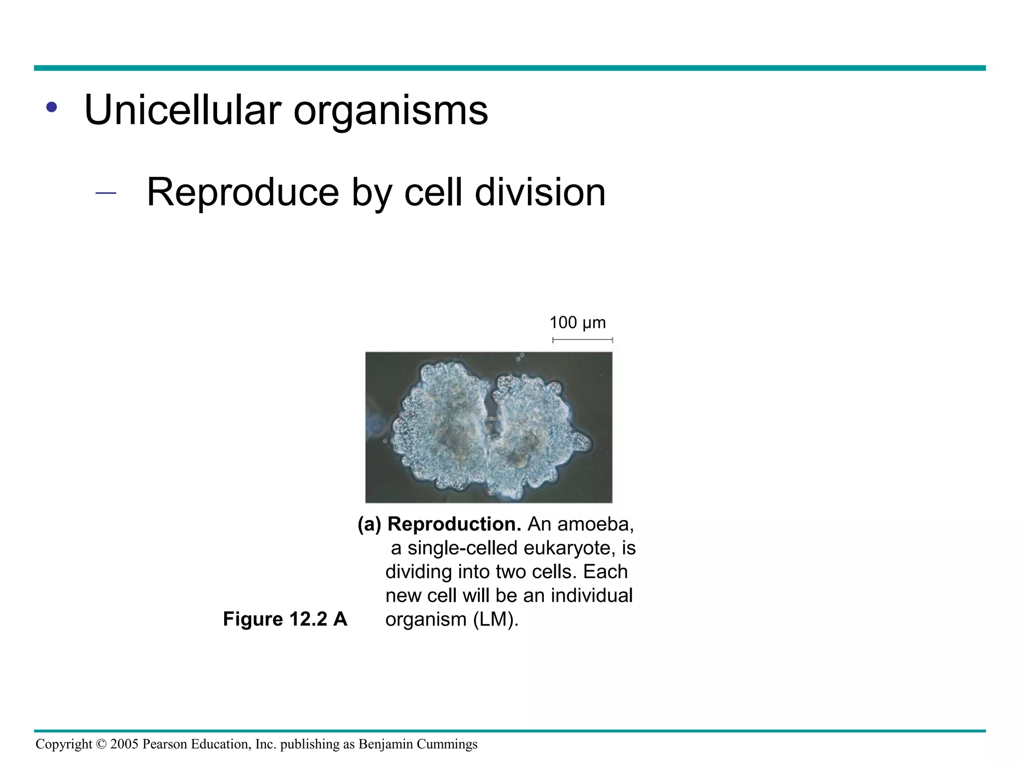 • Unicellular organisms
– Reproduce by cell division
100 µm

(a) Reproduction. An amoeba,
a single-celled eukaryote, is
dividing into two cells. Each
new cell will be an individual
Figure 12.2 A
organism (LM).

Copyright © 2005 Pearson Education, Inc. publishing as Benjamin Cummings

 